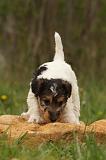 FOX TERRIER 527